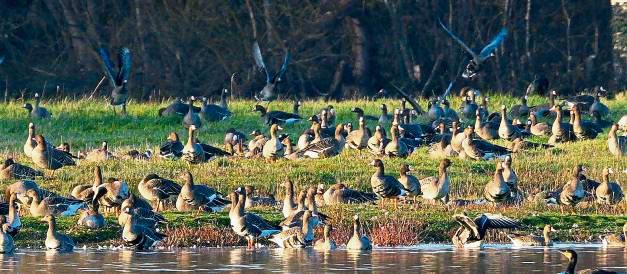 Im Naturschutzgebiet Zachariassee und Umgebung rastet zur Zeit eine große Zahl an arktischen Wintergästen.