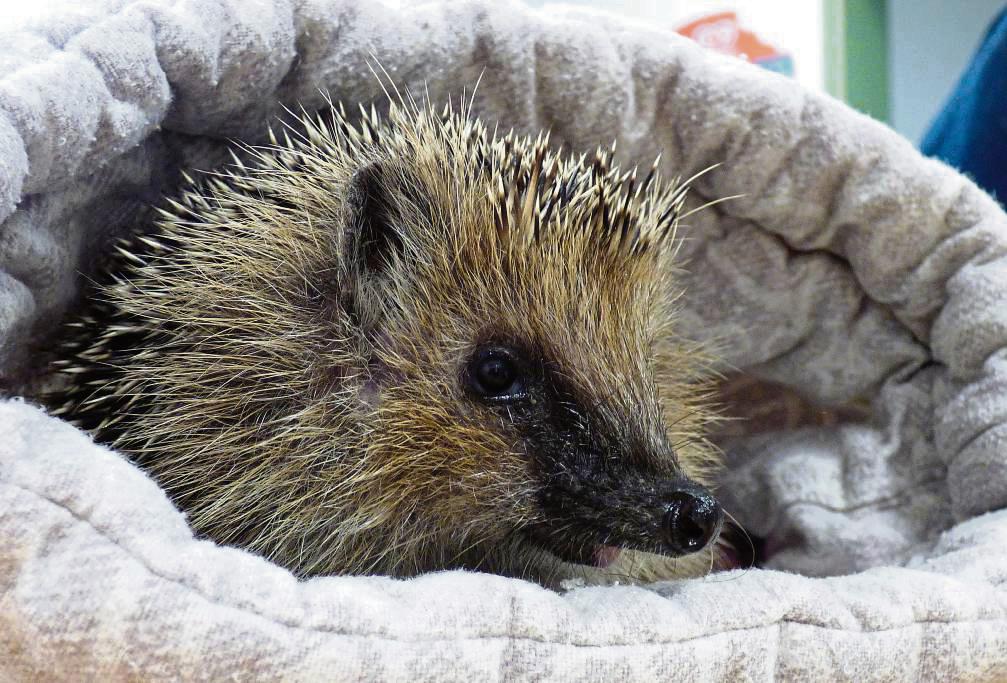 Viele Igel brauchen menschliche Hilfe, um den Winterschlaf zu überstehen. Foto: Tissen