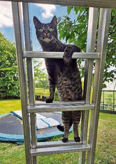 Neugierig klettert Kater Baghira die Leiter in den Kirschbaum hinauf.