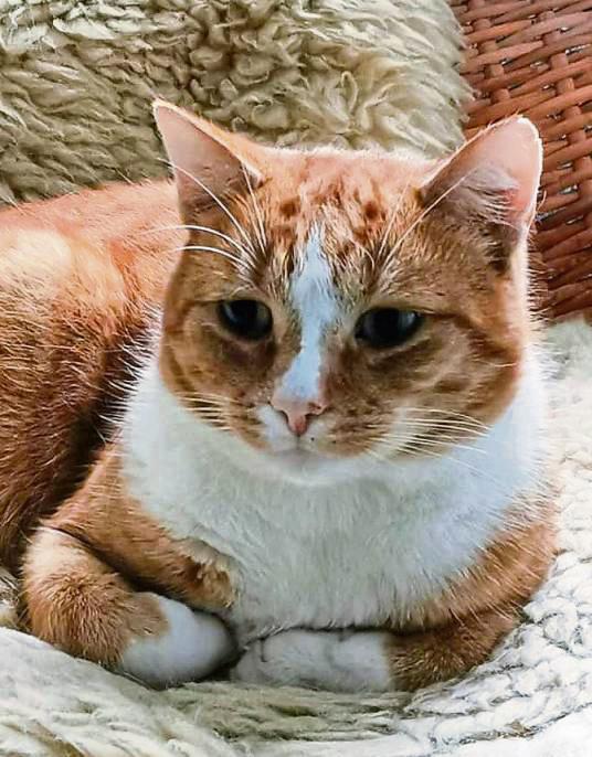 Zwar ist der rote Garfield wieder da, von Kater Witzel fehlt aber jede Spur.