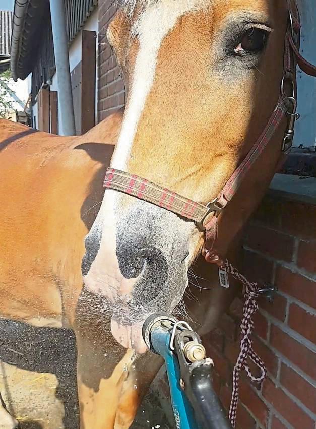 Stute Nio freut sich über die nasse Abkühlung.