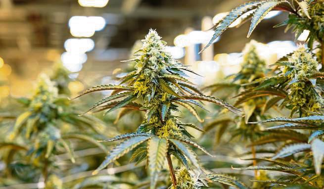 Eine der Cannabis-Plantagen hat sich in einem Haus in Schmerlecke befunden. Symbolfoto: dpa