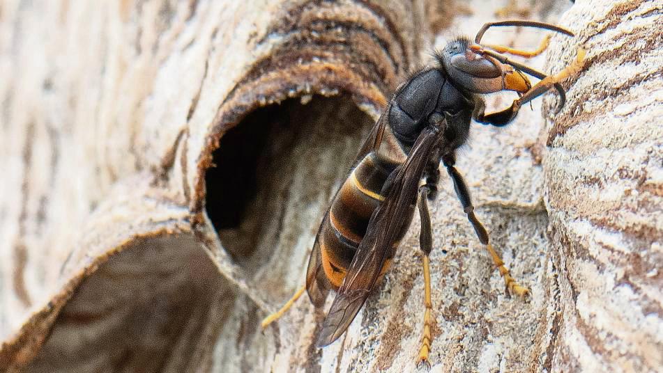 Die Asiatische Hornisse gilt als invasive Art, ihre Stiche sind deutlich schmerzhafter als die heimischer Insekten. Foto: Roessler (dpa)
