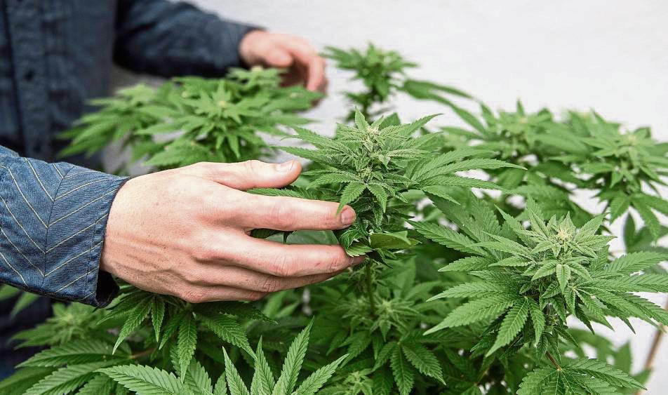 In der WG des Angeklagten reifte die Idee, mit Cannabis-Plantagen Reibach zu machen. Die erste davon entstand in Schmerlecke. Symbolfoto: dpa