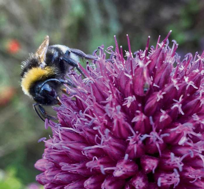 Lecker, lecker, lecker! Diese Hummel lässt es sich im Garten von Sonja Graßkemper aus Lippstadt gut gehen – beim Abendessen.