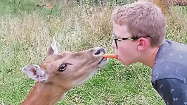 Mika Dahlhoff teilt mit der Damwild-Hirschkuh das Essen.
