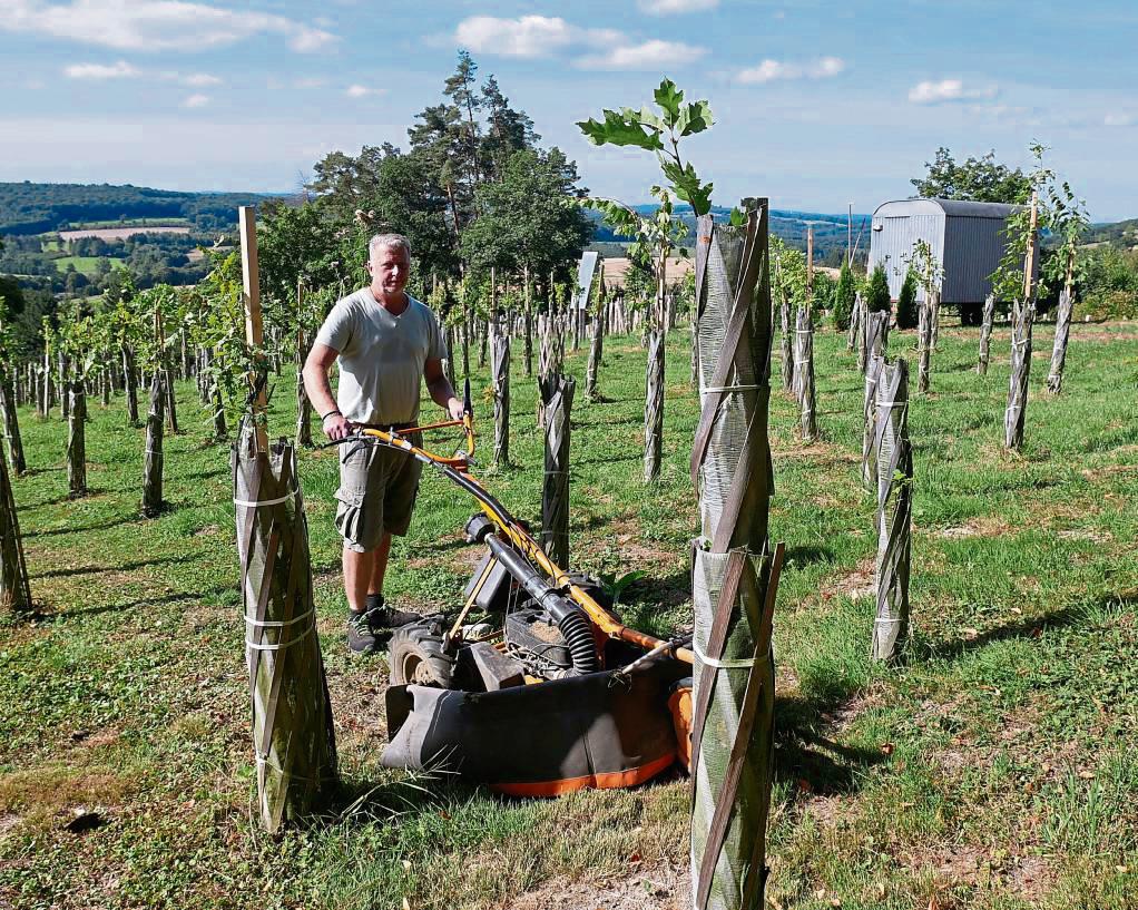 Damit am Wochenende des Stadtjubiläums alles gut gepflegt ist, bearbeitet Klaus Schlüter die Aufforstungsfläche mit dem Wiesenmäher. Foto: Bsdurek