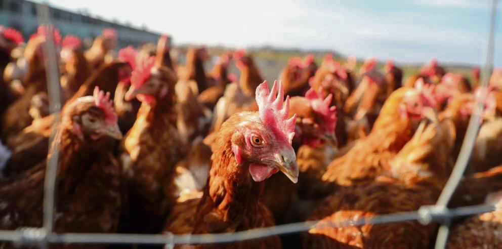 Nach dem Fund einer toten, mit dem Virus infizierten Wildgans gilt die Stallpflicht aktuell für die bisherige Überwachungszone sowie das gesamte Stadtgebiet Delbrück und Teile von Salzkotten, Hövelhof und Paderborn. Foto: dpa