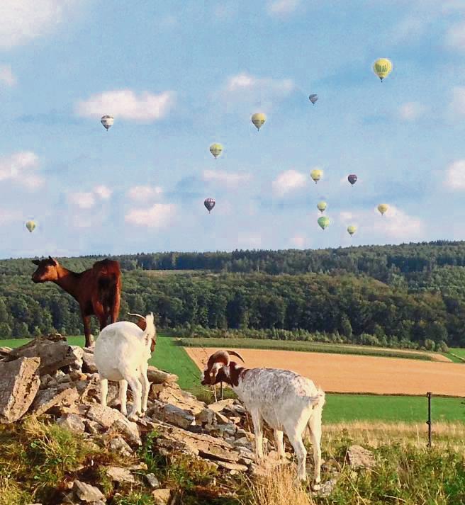 Außergewöhnlich viel Ziegenhaltung gab es in Kallenhardt wohl nicht, dabei fühlen sich die Tiere im Bergischen doch pudelwohl – und machen sich richtig gut in der Kulisse.