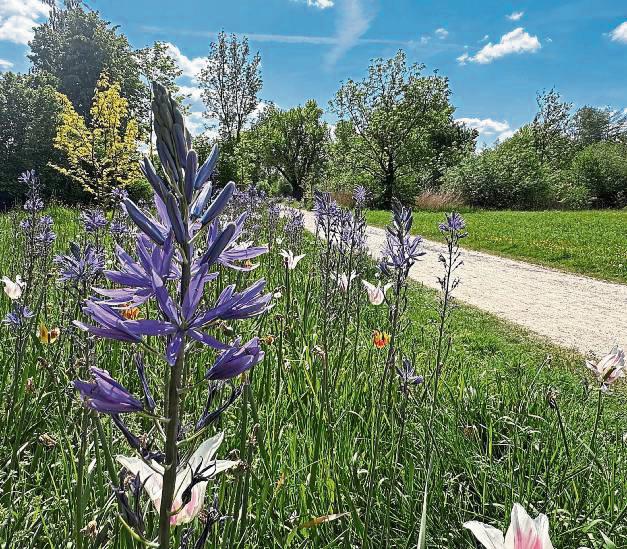 Der Grüne Winkel blüht auf: 220 Bäume und 300 000 Blumenzwiebeln waren dort gepflanzt worden. Foto: Cegelski