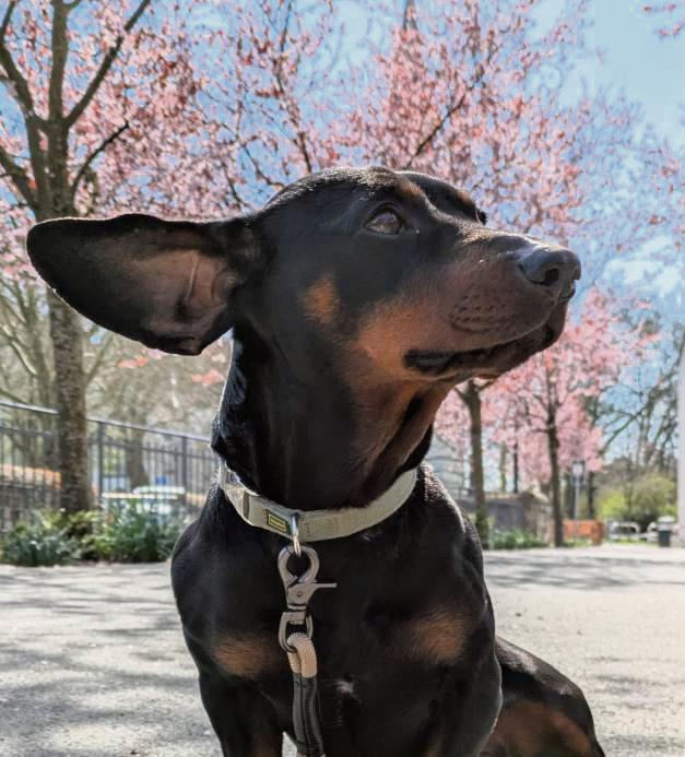 Die Stadt Geseke will heimische Hunde (wie Dackeldame Wanda) zählen – und setzt dabei auf die Selbstauskunft der Bürger. Foto: Wapelhorst