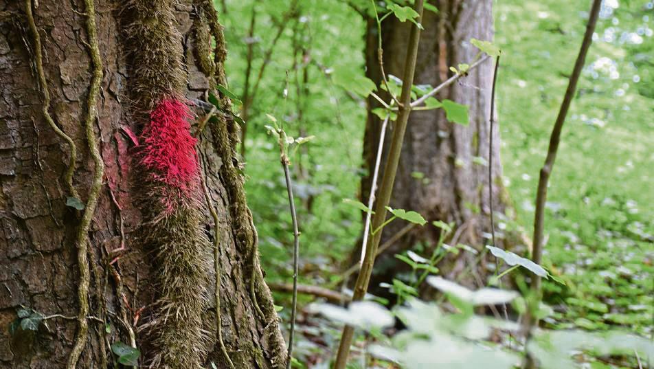 127 Bäume am Trimm-Dich-Pfad sind markiert worden, um den Baumpflegern den Weg zu weisen. Foto: Kossack