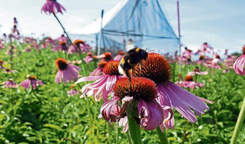 In Merklingsen bei Welver untersuchen Studenten der Fachhochschule Südwestfalen unter anderem, welchen Einfluss Wildbienen auf die Vermehrung des Sonnenhuts haben.