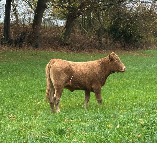 Zwei Tierärzte halfen, die Rinder mit Betäubungspfeilen zu sedieren. Foto: Feuerwehr Anröchte