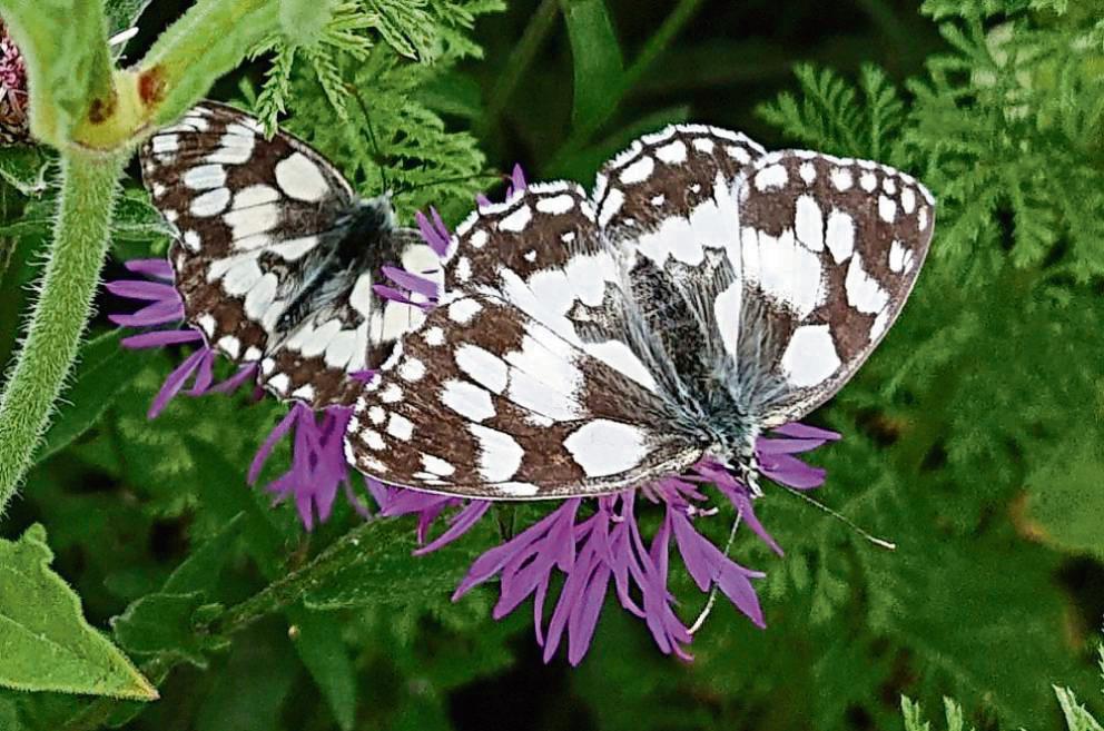 Ein Schachbrettfalter auf der heimischen Berg-Flockenblume. Foto: Daniel Berghoff