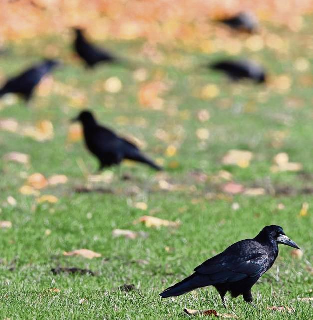 Die Krähenpopulation in den Griff zu bekommen ist auch im Kreis Soest eine große Herausforderung. Foto: Soeren Stache (dpa)