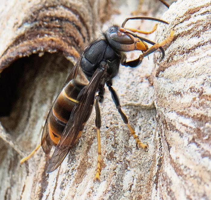 Die Asiatische Hornisse erkennt man an ihrer schwarzen Brust und den gelben Beinen. Foto: dpa