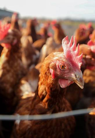 Die letzte Überwachungszone zur Geflügelpest wurde aufgehoben. Foto: dpa