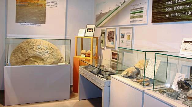 Vielseitig ist die Fossiliensammlung im Steinmuseum.