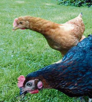 Der Kreis-Veterinärdienst rät dringend zur Aufstallung von Geflügel. Foto: Frederik Lüke