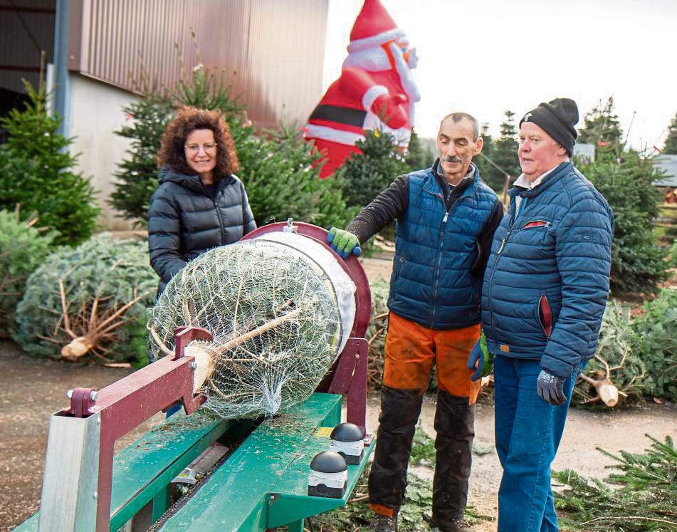 Ein schöner Tannenbaum: Marion Römer hat bei Strugholtz in Effeln die Sicherheit beim Baumverkauf im Blick, während Franciszek Brodacki (Mitte) als Fachmann an Säge und Einnetztrichter das Grün vorübergehend eintütet. Käufer Paul Budde-Kemper aus Uelde ist zufrieden und hat gleich zwei Tannen erworben. Foto: Eickhoff