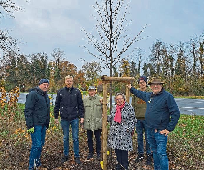 Vorstandsmitglieder des Heimatvereins Erwitte bei ihrer neuen „Predigtlinde“ (v.l.): Gerd Zaßenhaus, Kai Günther, Manfred Röder, Monika Sprick, Henrik Schwarz und Christian Stange.