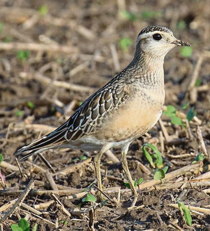 Ein kleiner Gast hält kurze Rast: Der Mornellregenpfeifer pausiert auf seinem Weg in den Süden manchmal auch auf den Feldern der Hellwegbörde. Foto: Bunzel-Drüke
