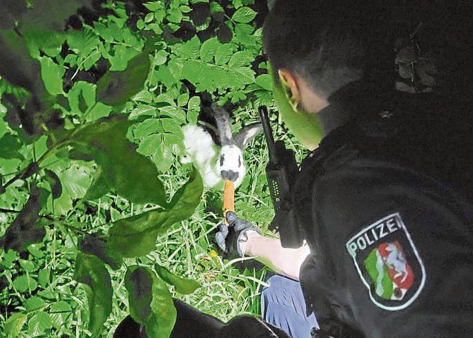 Freund und Helfer auch für Langohren: Der Polizist lockt das ausgesetzte Kaninchen mit einer Möhre.