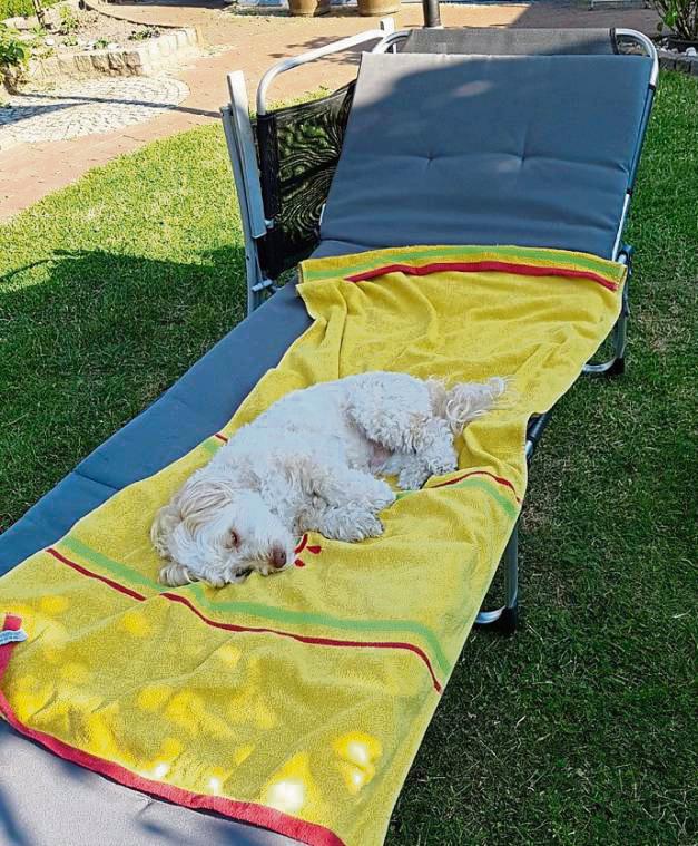 „30 Grad, endlich mal in den Schatten und ausruhen nach getaner Arbeit“: Frauchen Corinna Rausch hat Pech! Mylo hatte die Liege längst für seine Siesta reserviert.