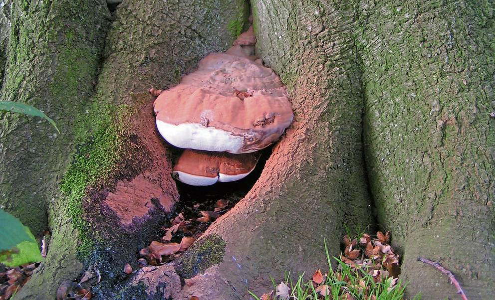 Der Wulstige Lackporling beeinträchtigt die Bruchsicherheit der Bäume, die er befällt. Das trifft auch auf die Erwitter Musiklinde zu. Symbolfoto: Pethan/Wikipedia (CC BY-SA 3.0)