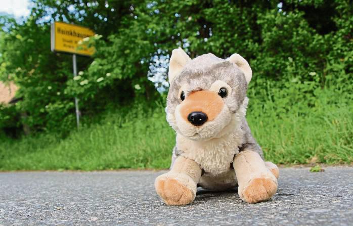 Ein Hybrid als Schaf-Schlächter in Hoinkhausen? Laut Experten ist die Wahrscheinlichkeit sehr gering. Foto: Löseke