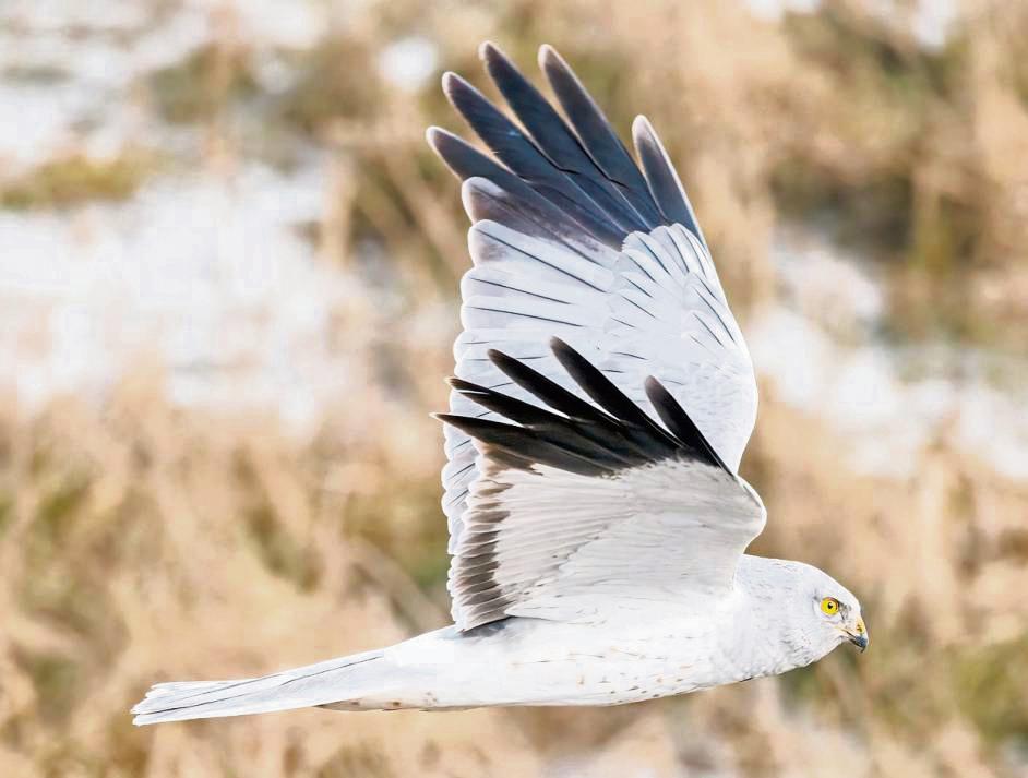 Zum Verwechseln ähnlich sieht Konrad die Kornweihe, unserem Winni, der Wiesenweihe. Konrad ist im Winter in der Hellwegbörde zu Gast, während Winni in Afrika weilt.