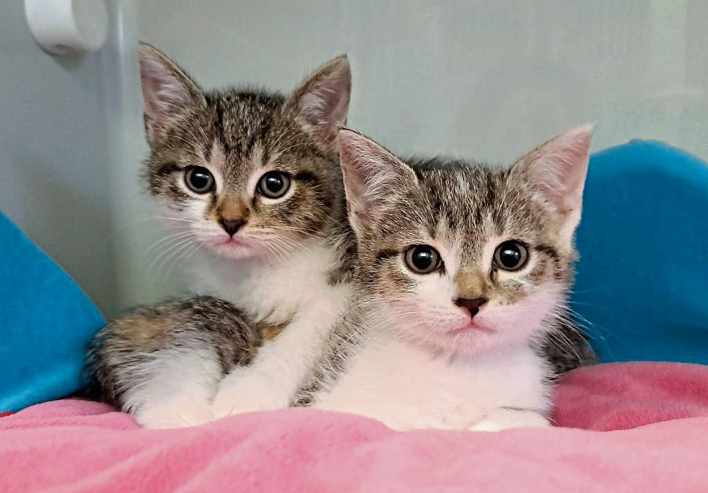 Bis zu 70 Katzen darf das Lippstädter Tierheim aufnehmen. Weil die Vermittlung der Stubentiger nach der Neuaufstellung so gut laufe, gebe es sogar freie Kapazitäten.