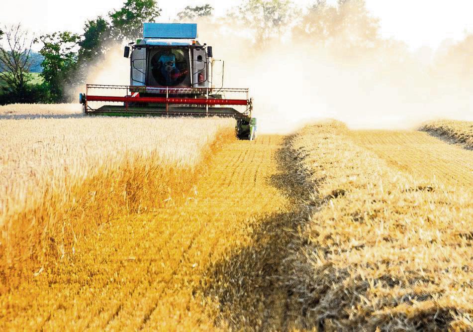 Der Regen ist vorbei, die Felder trocknen: Gute Voraussetzungen, um die Ernte sicher einzuholen. Foto: Winkelmann
