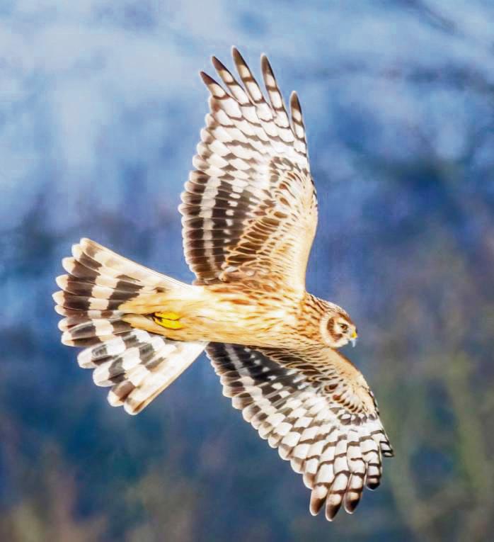 Die Kornweihe, hier ist das Weibchen im Flug zu sehen, besucht im Winter die Hellwegbörde. Sie sucht nach Futter und jagt am liebsten Wühlmäuse Fotos: Spilok