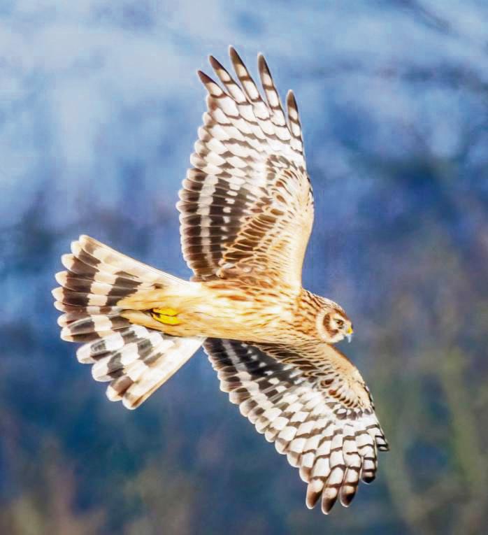 Die Kornweihe, hier ist das Weibchen im Flug zu sehen, besucht im Winter die Hellwegbörde. Sie sucht nach Futter und jagt am liebsten Wühlmäuse Fotos: Spilok