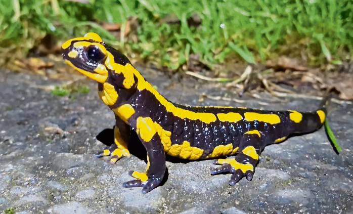 Die Salamanderpest hat sich auch im Kreis Soest ausgebreitet. Im Bilsteintal im Arnsberger Wald in Warstein wurden tote Feuersalamander gefunden. Als Todesursache konnte der hochinfektiöse Chytridpilz Batrachochytrium salamandrivorans bestätigt werden. Foto: Karl-Ludwig Wedderwille