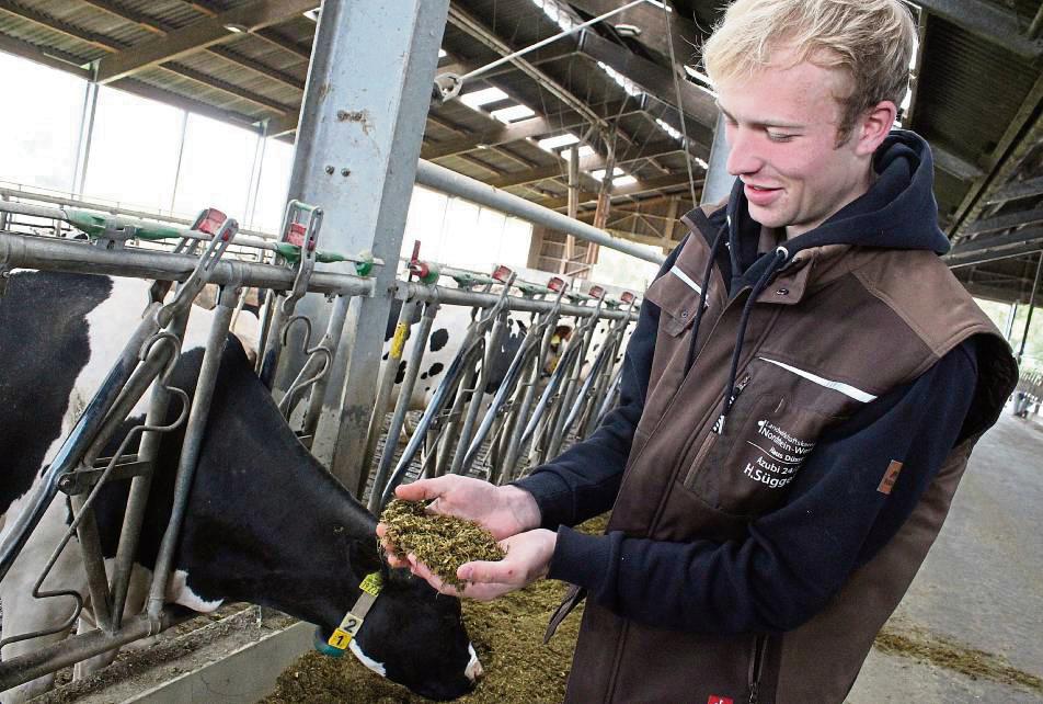 Landwirtschafts-Azubi Henning Süggeler prüft das Futter der Rinder: Mais, Maiskörner, Gras, Ausgleichsfutter, Melasse und Wasser sind in der Mischung. Foto: Rückert
