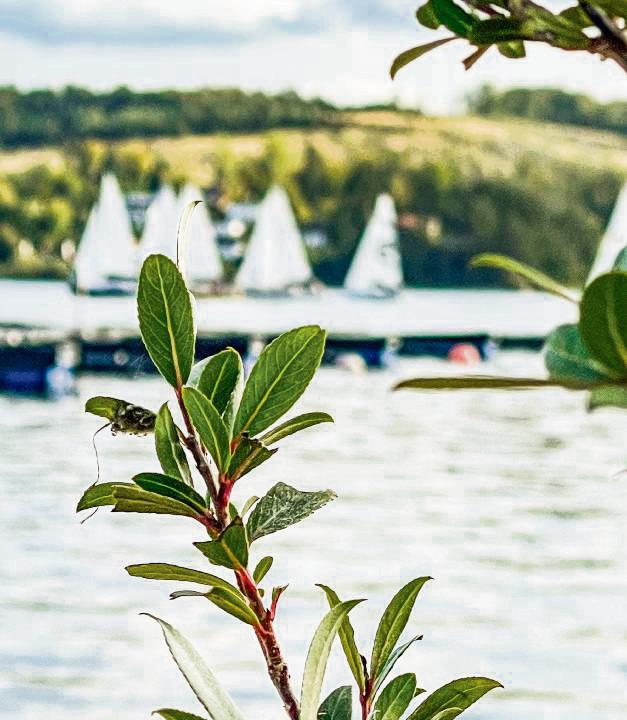 Dem Möhnesee wird eine ausgezeichnete Wasserqualität bescheingt. Foto: Winkelmann