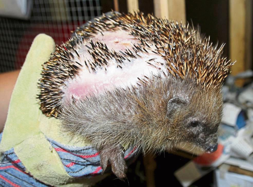 Mittlerweile sind die Wunden, die ein Mähroboter diesem Igel zugefügt hat, wieder verheilt. Ebenso gefährlich für die Tiere sind übrigens Freischneider. Foto: dpa