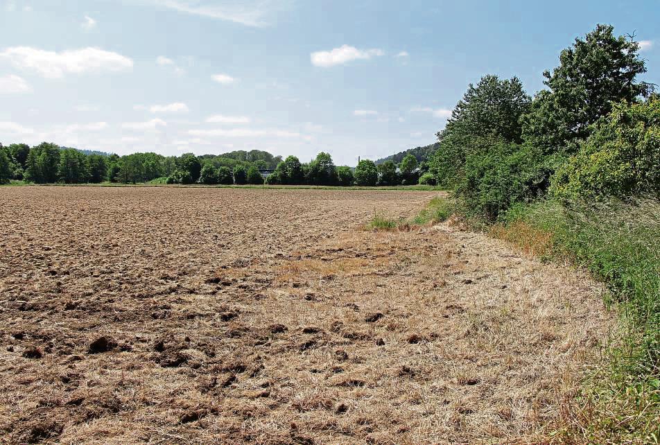 Auf diesem Feld an der B 516 soll künftig unter anderem eine PV-Anlage stehen. Foto: Löseke