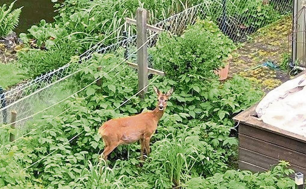 Dieses Reh ist öfter bei Rita Biene aus Rüthen zu Besuch. Sie haben auch ein originelles Tierfoto? Dann schicken Sie es uns gerne zu.