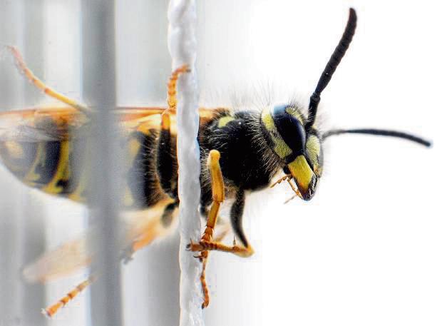 Stiche von Wespen sind besonders schmerzhaft. Damit es gar nicht soweit kommt, gilt: Ruhe bewahren. Foto: Stratenschulte (dpa)