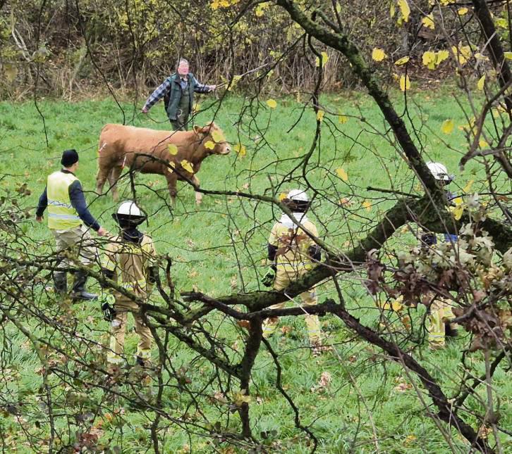 Mit vereinten Kräften musste jedes Tier sediert werden.