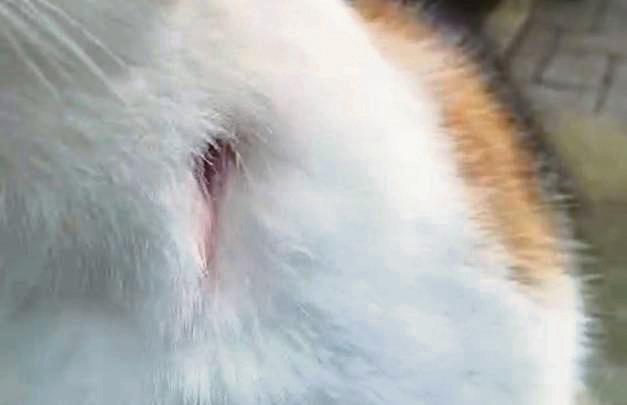 Wer hat Nala angeschossen? Die Katze von Familie Grawe ist zwei Mal innerhalb eines Jahres getroffen worden.