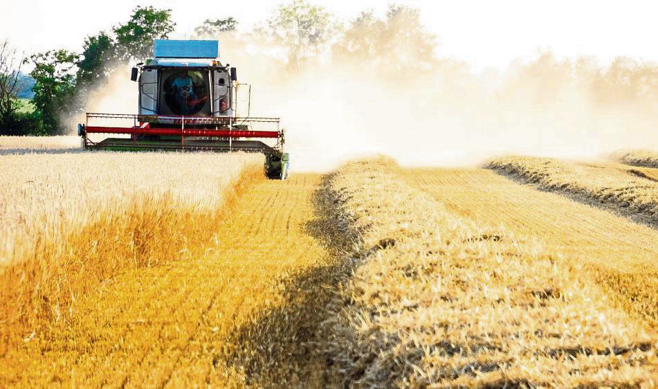 Weizenernte im Sommer: Seit Jahrtausenden werden die Lössböden der Hellwegbörde landwirtschaftlich genutzt. Archivfoto: Björn Winkelmann