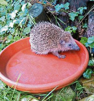 Ein Igel trinkt aus einer Wasserschale. Foto: Lux