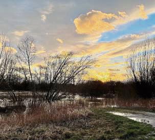 Das Naturschutzgebiet Olle Wiese in Stirpe. Foto: Dietz