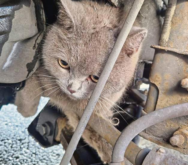 Dieser blinde Passagier hatte tierisches Glück: Die Katze wurde unverletzt aus dem Motorraum befreit.
