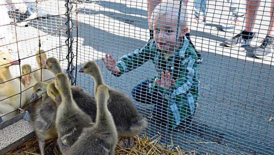 Kindermagnet: Der einzige Stand, an dem noch Tiere verkauft werden.